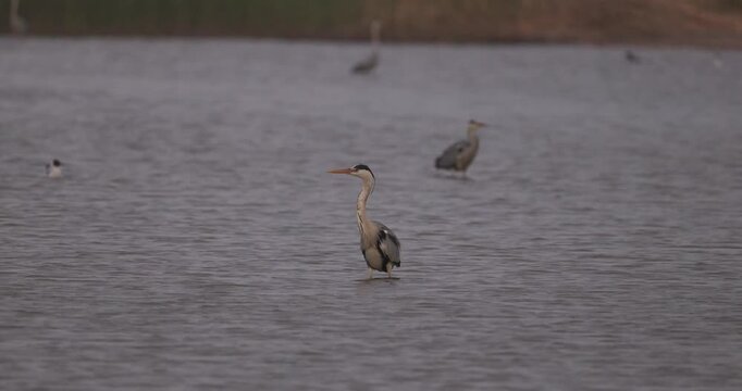 Grey herons standing in the shallow water of a bay