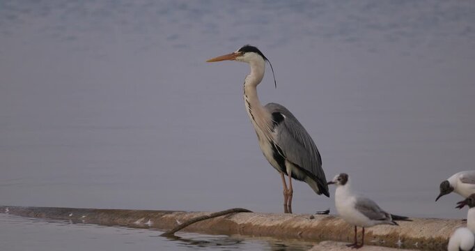 Grey heron and seagulls standing on a concrete shore reinforcement in thick fog