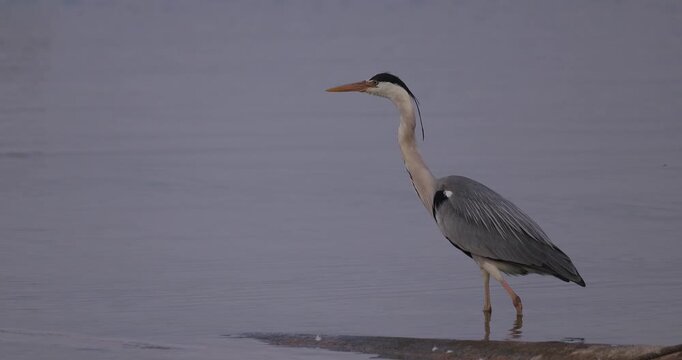 Grey heron taking off from a concrete barrier in the water and flying a short distance