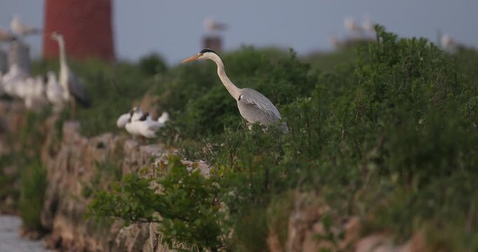 Grey heron standing near a lighthouse with its feathers waving in the wind in slow motion
