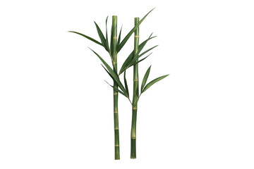 Obraz premium Bamboo stalks and fresh green leaves growing upward on a transparent background, representing nature and tranquility