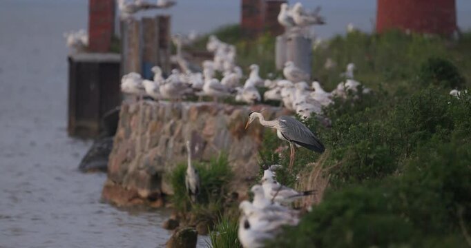 Grey heron standing on a stone pier and opening its beak to cry among a group of seagulls