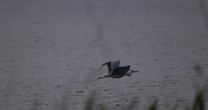 Grey heron flying in the sky over a lake in thick fog