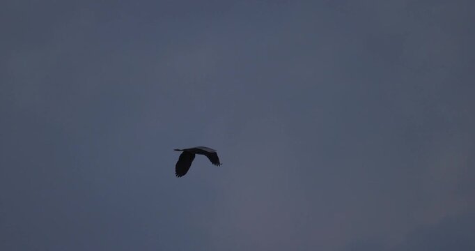 Panning shot of grey heron flying and landing on a scenic lagoon shore with reeds