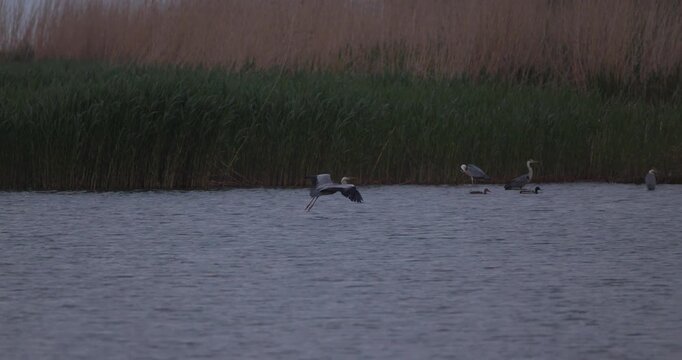 Panning shot of grey heron flying and landing on a scenic lagoon shore with reeds