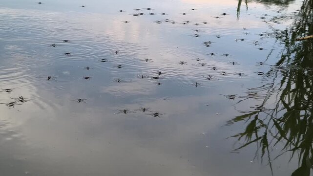 Mesmerizing water striders glide across a tranquil, glass-like pond. Gentle ripples distort the beautiful sky reflection. Perfect serene nature footage for relaxing and calming video projects.