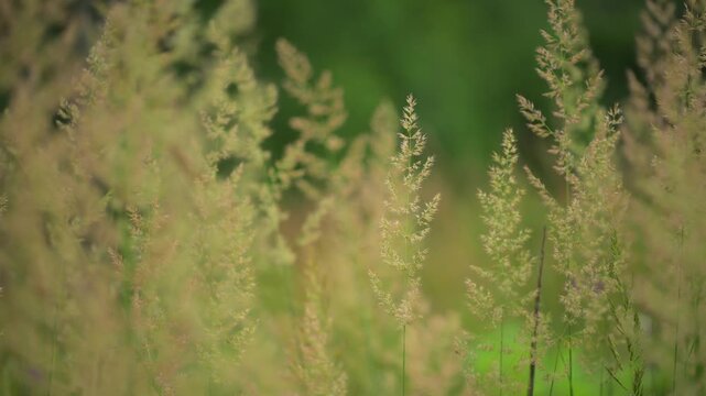 Tall grass seed heads in meadow field