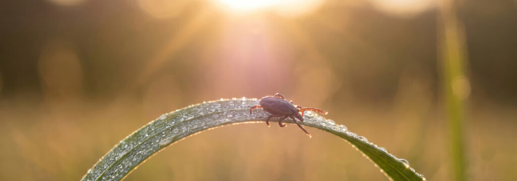 Tick sitting on a blade of grass in the morning sun. Dangerous parasite crawling on plant leaf with dew drop. Nature health risk, lyme disease transmission and insect pest concept.