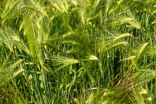 Horizontal close-up of intertwined green barley ears with long awns, creating a natural organic pattern. Great for botanical photography, nature textures, and agricultural backgrounds.