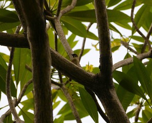 Fototapeta premium Small Bird Perched on Tree Branch Among Green Tropical Leaves