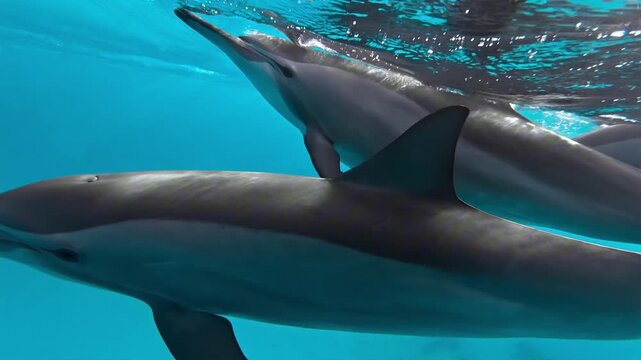 Spinner Dolphins Swimming Beneath Ocean Surface in Clear Water