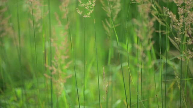 Tall grass seed heads in meadow field