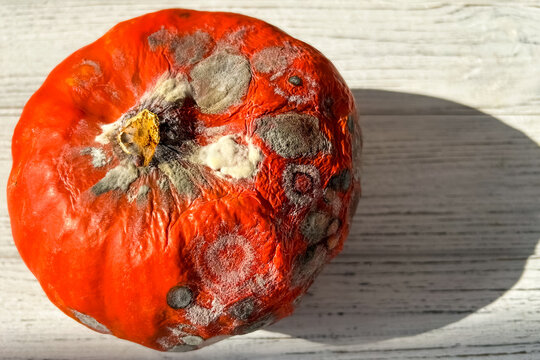 Close look at a pumpkin showing signs of decay and mold on a light wooden surface during daylight