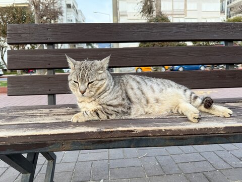 Gray tabby cat lounging on a wooden park bench outdoors during a calm day