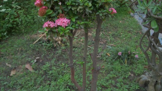 Pink Ixora Coccinea (Rongon) Flower Bush with Green Leaves in Garden