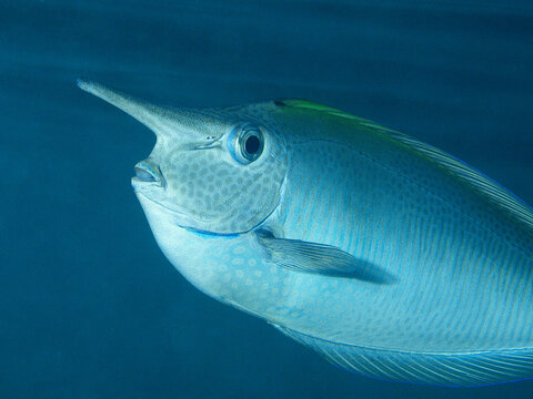 Close-up profile of a spotted unicornfish (Naso brevirostris) swimming above the house reef of Embudu Island in South Mal&eacute; Atoll, Maldives.