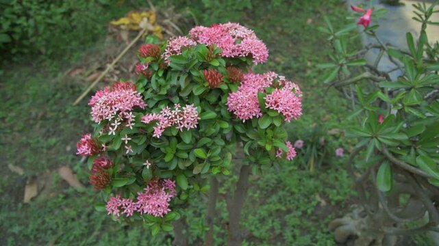 Pink Ixora Coccinea (Rongon) Flower Bush with Green Leaves in Garden