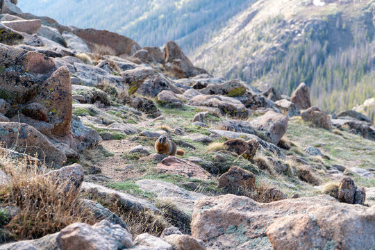 Yellow-Bellied Marmot in Rocky Mountain National Park
