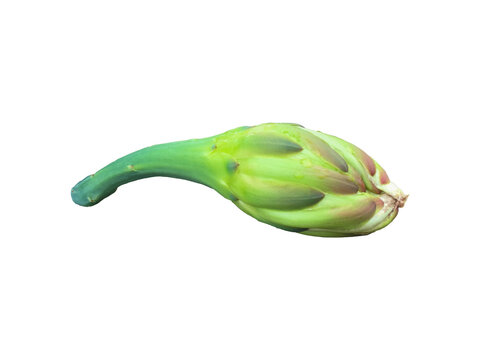 A vibrant green cactus flower bud isolated on transparent background with clipping paths.