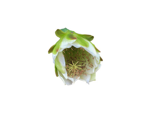 A vibrant green cactus flower bud isolated on transparent background with clipping paths.
