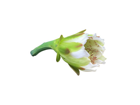 A vibrant green cactus flower bud isolated on transparent background with clipping paths.