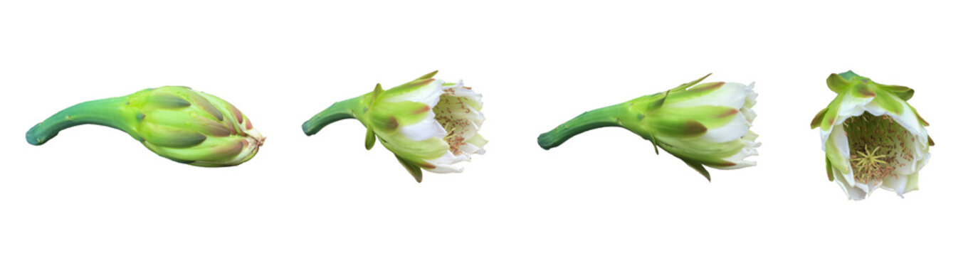 A vibrant green cactus flower bud isolated on transparent background with clipping paths.