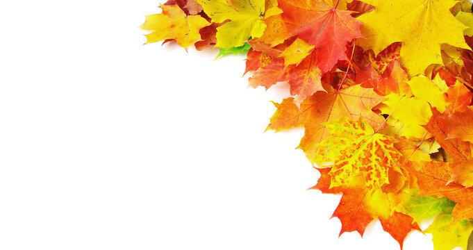 Autumn maple leafs isolated on a white. Autumn background