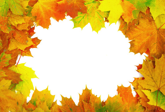 autumn maple leaves isolated on a white