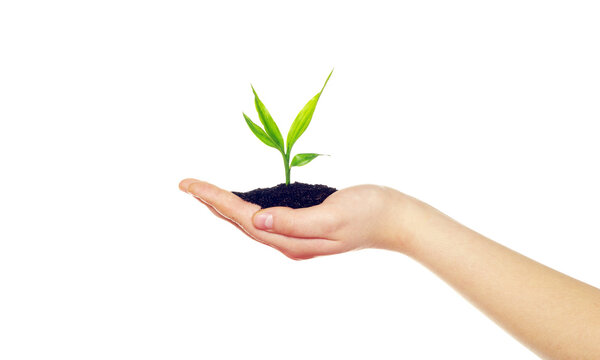 plant in hands isolated on white background