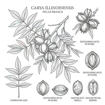 Pecan Branch and Nuts Illustration - Carya Illinoinensis Botanical Drawing