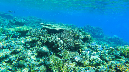 Beautiful coral garden beneath the transparent waters of the Kerama Islands in Okinawa, Japan, vibrant reef landscape with living corals illuminated by natural sunlight for tropical marine and environ © minortica7