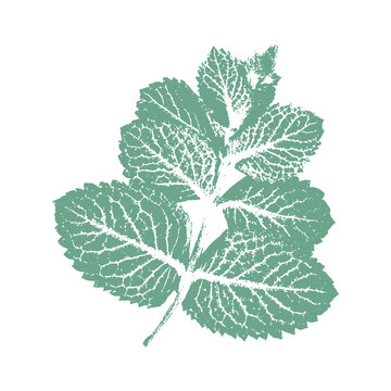 Mint leaves vector illustration with grunge stamp texture in pastel green palette for organic product packaging design tea brand branding cosmetics identity and herbal beverage menu card isolated on w