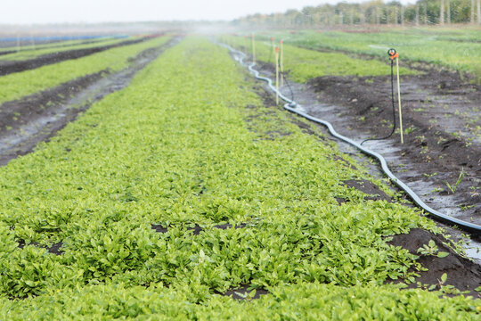 Irrigation system on an arugula plantation. Arugula plantation. Green sprouts for health food market. Organic leafy greens. Fresh arugula leaves.  Images of organic products