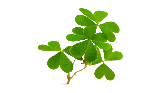 Fresh green woodsorrel Oxalis shamrock leaf cutout isolated on white background