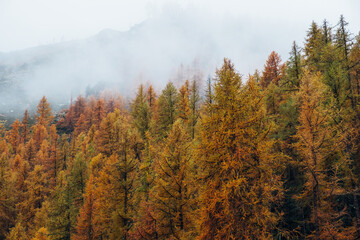 Beautiful autumn landscape with colorful treetops surrounded by white fog. Misty forest. Natural texture for background. © Iryna
