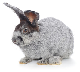 Fototapeta na wymiar Grey rabbit with dark face isolated on white background