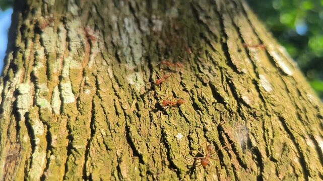 tree bark texture