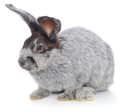 Grey rabbit with dark face isolated on white background