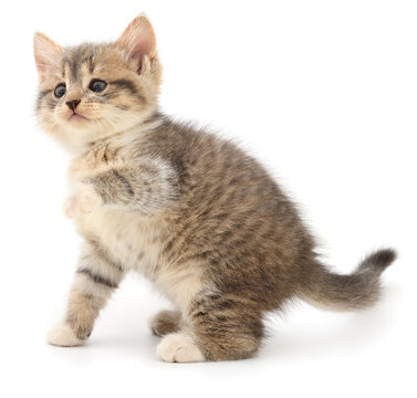 Cute fluffy tabby kitten playing isolated on white background