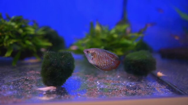Tropical freshwater fish hovering near moss balls in a decorative home aquarium
