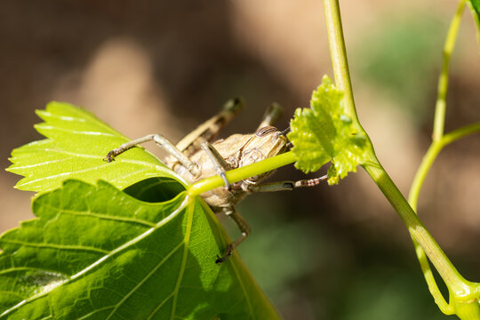 Close-up of a grasshopper walking among the green leaves of an organic vineyard in spring.. Sustainable agriculture and viticulture.
