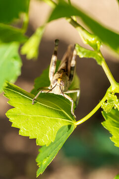 Close-up of a grasshopper walking among the green leaves of an organic vineyard in spring.. Sustainable agriculture and viticulture.