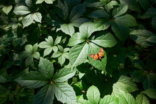 Beautiful butterfly on green foliage