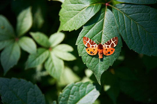 Colorful butterfly resting on green foliage close up