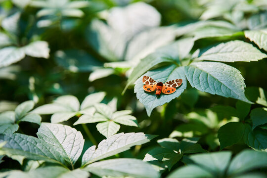 Garden tiger moth on green leaf close up