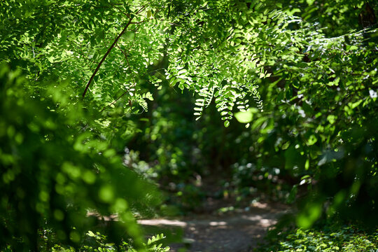 Vibrant green leaves hanging in a sunny forest
