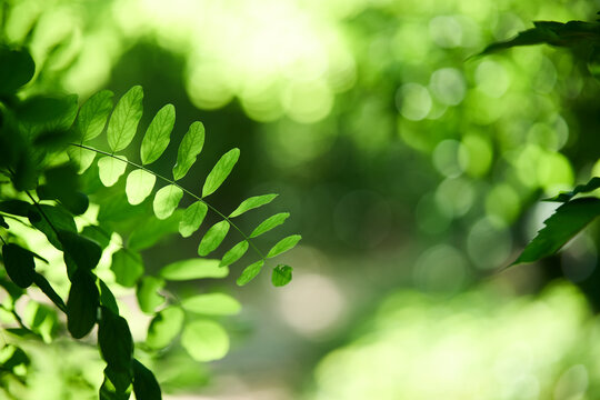  Green leaves in forest with copy space
