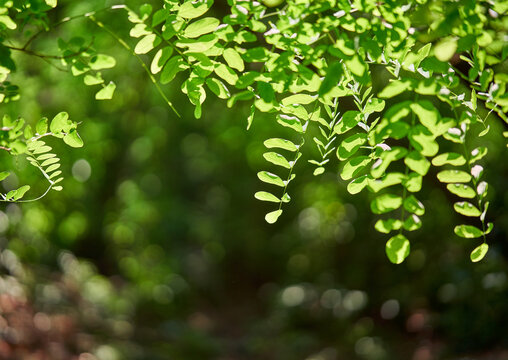  Green leaves in forest with copy space