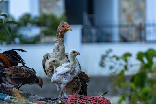 Turkish Hint gamefowl hen with small chicks standing outdoors. Rare breed of domestic poultry, also known as Turkish Asil or Aseel chicken family in backyard farm, closeup view.