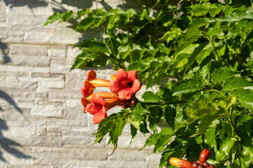 Bright orange campsis radicans trumpet vine flower blooming on green foliage background. Beautiful mediterranean garden creeper plant by stone wall on sunny spring day © Vlad Rakin